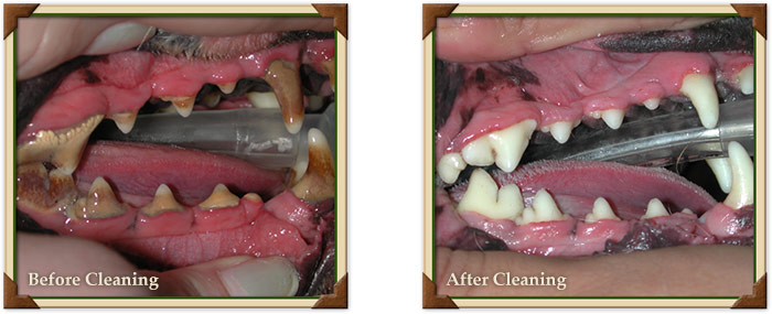 Before and After Pet Dental Cleaning